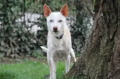 Dylan – Hund – Bild 3
