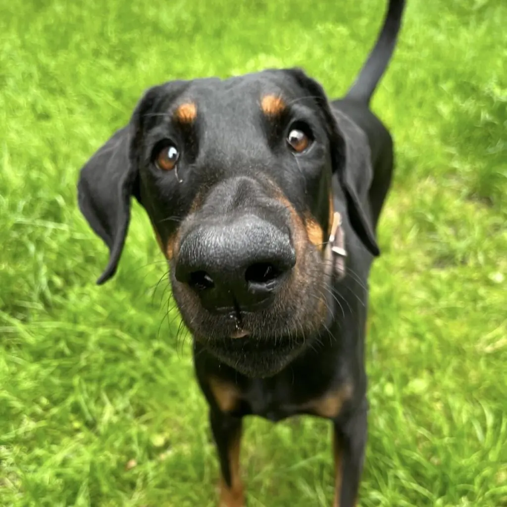 Dobermann Abby