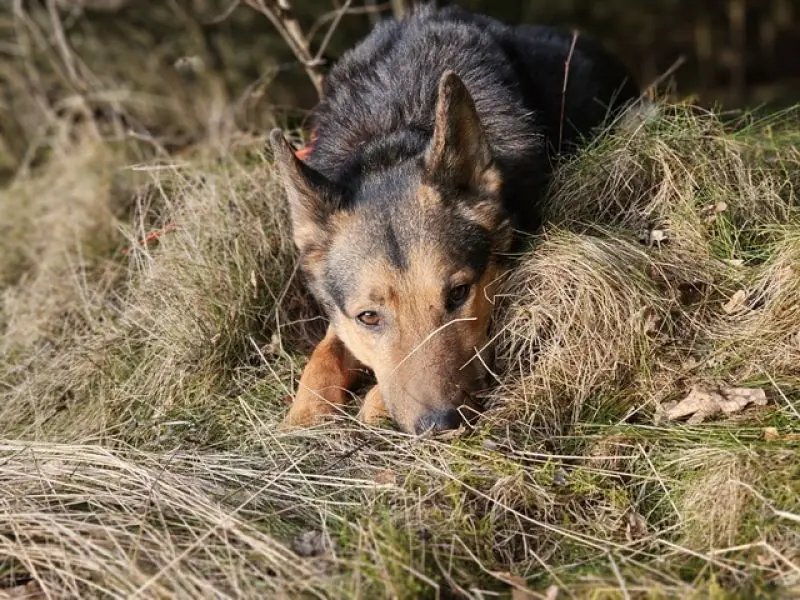 Lando -  - Bild 31