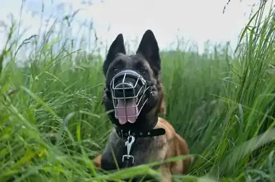 Sunny – Belgischer Schäferhund – Bild 2