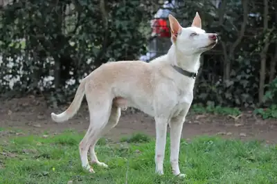 Dylan – Hund – Bild 10