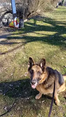 Aaron – Deutscher Schäferhund – Bild 2