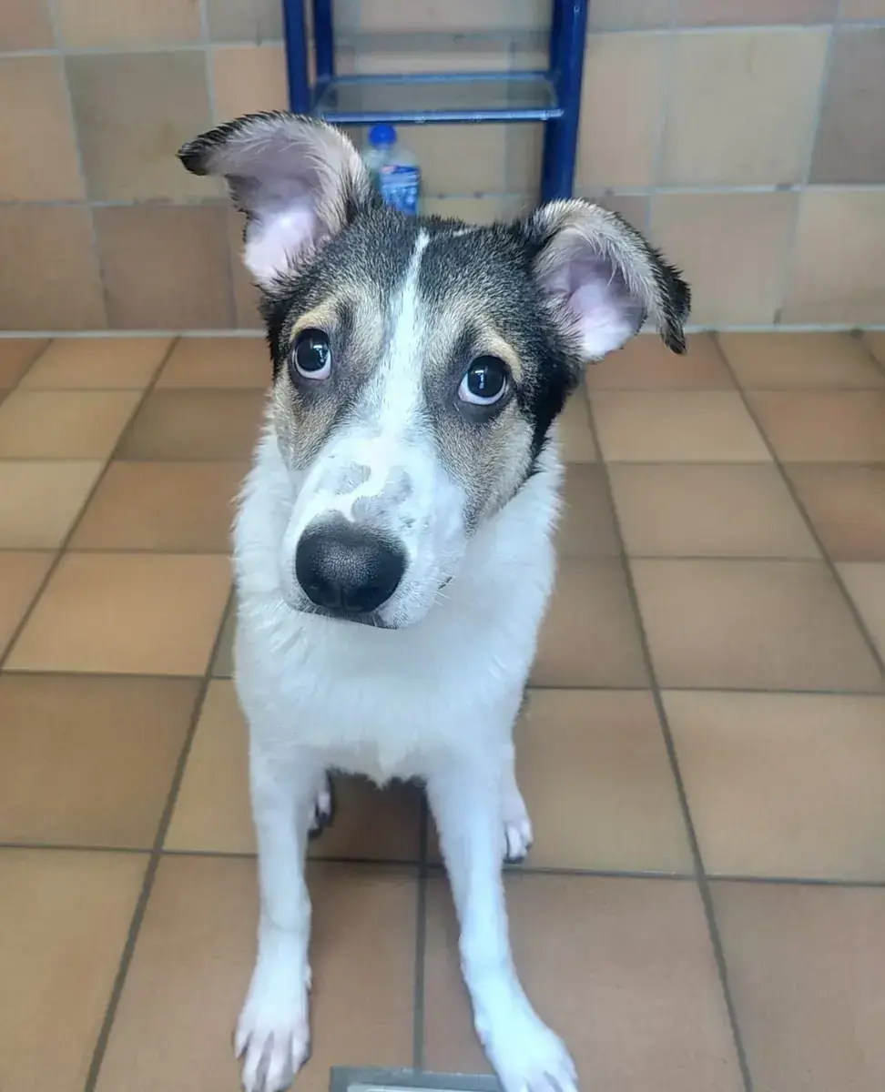 Laika -  - Bild 1
