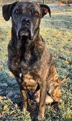 Inspector Barnaby – Deutscher Boxer – Bild 2