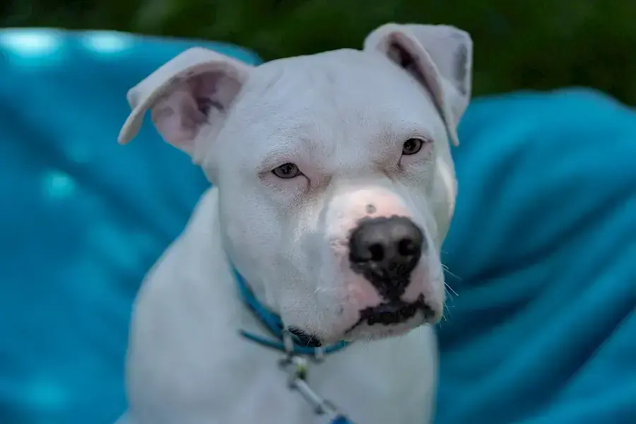 Apollo - American Staffordshire Terrier - Bild 7
