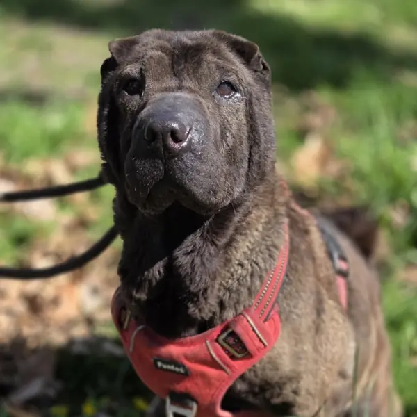 Momo - Shar-Pei - Bild 3