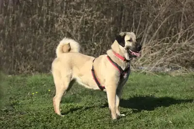 Pamuk – Kangal-Hirtenhund – Bild 4