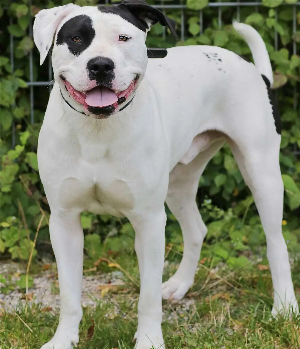 CARLOS - American Staffordshire Terrier - Bild 3