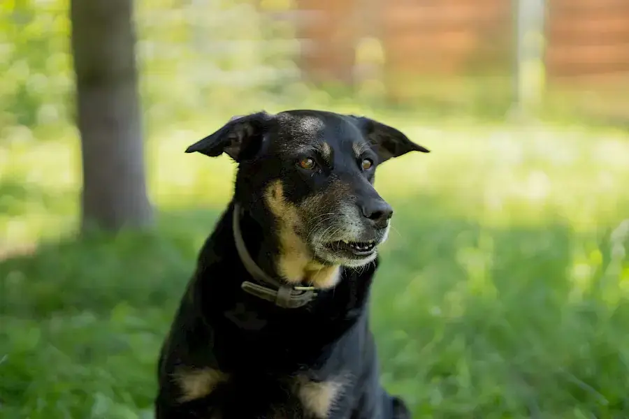 Shila -  - Bild 11
