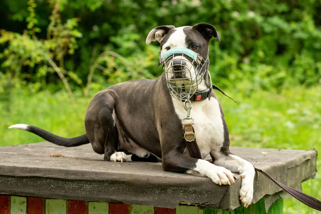 Bones - American Staffordshire Terrier - Bild 2