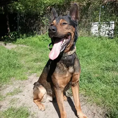 Black – Deutscher Schäferhund – Bild 3