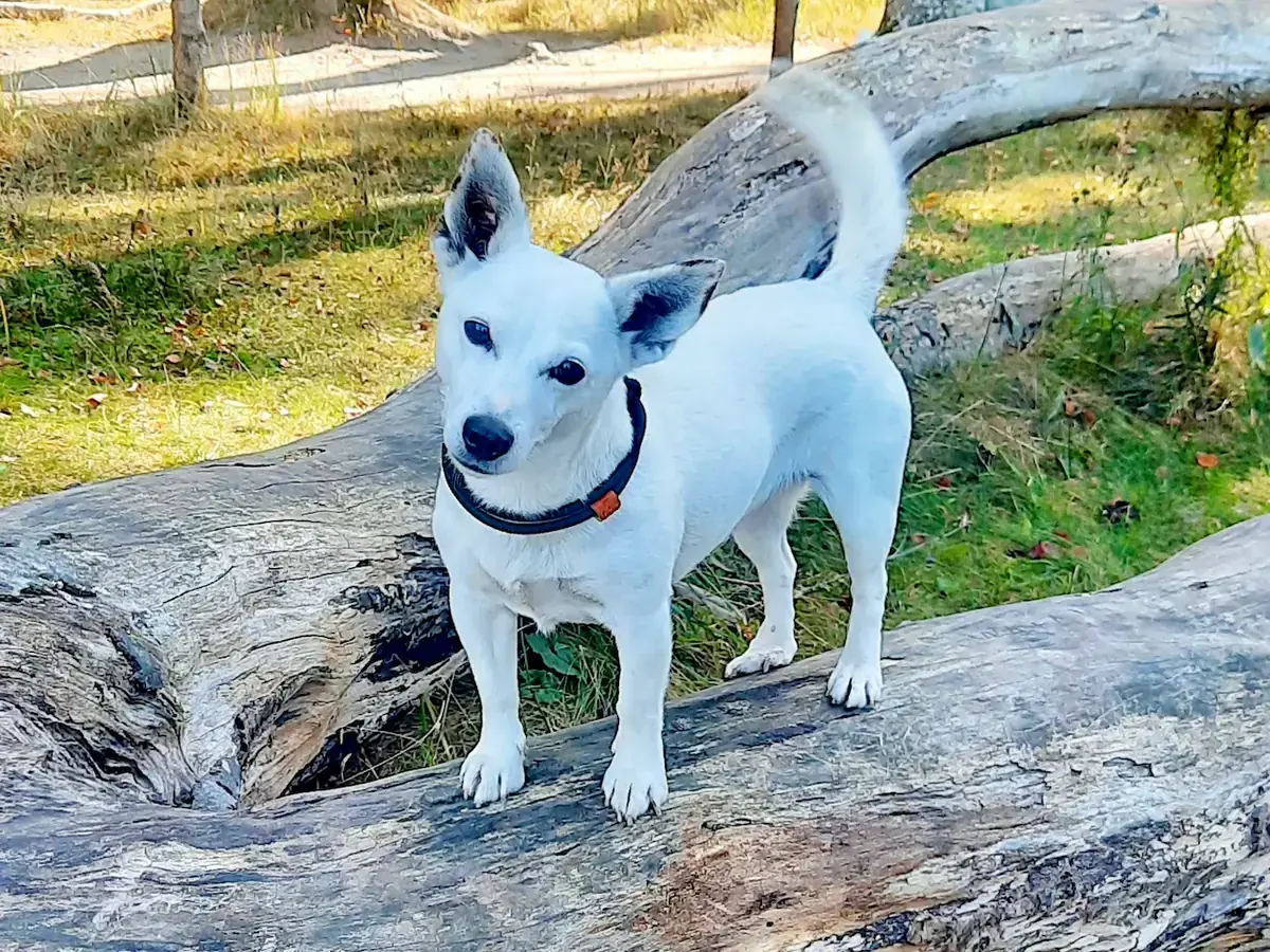 Lizzy - Jack Russell Terrier - Bild 3