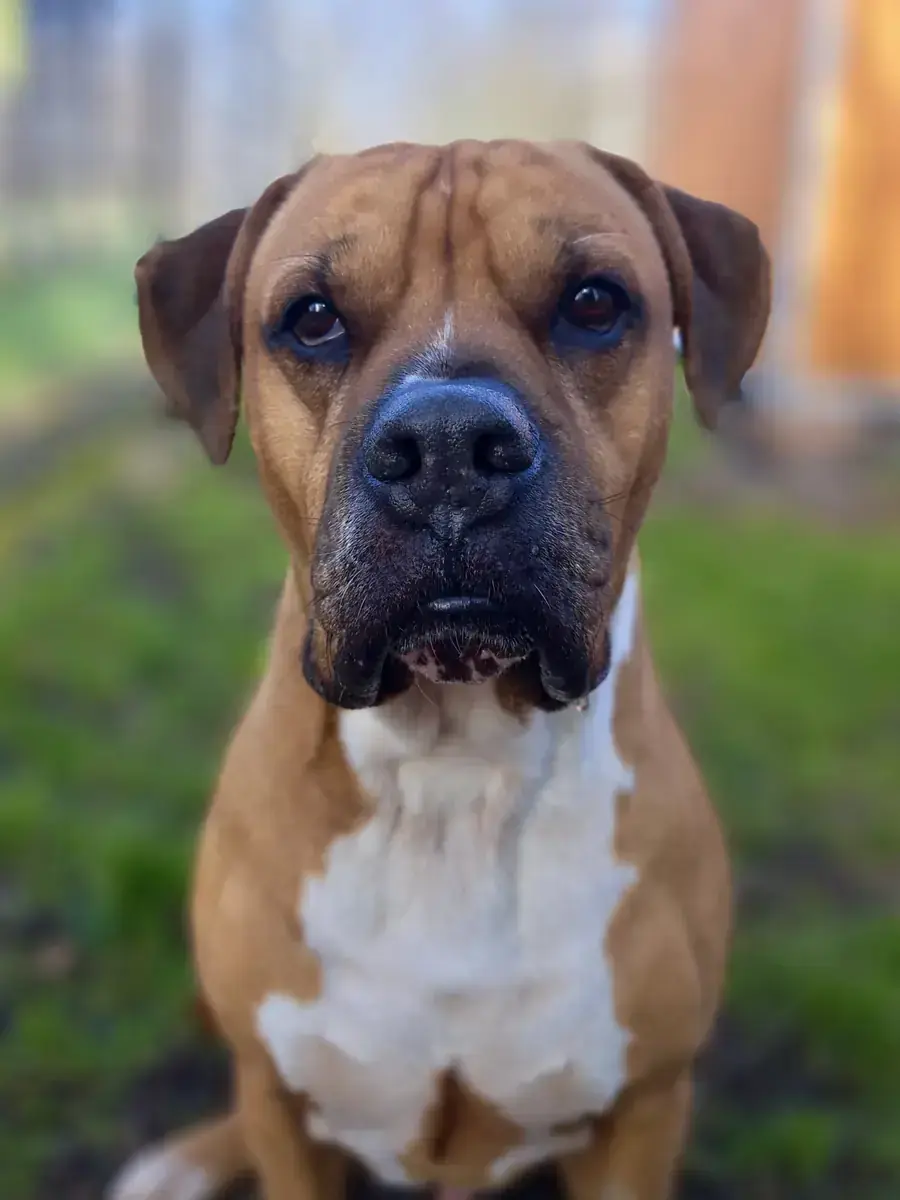Wotan - Deutscher Boxer - Bild 1