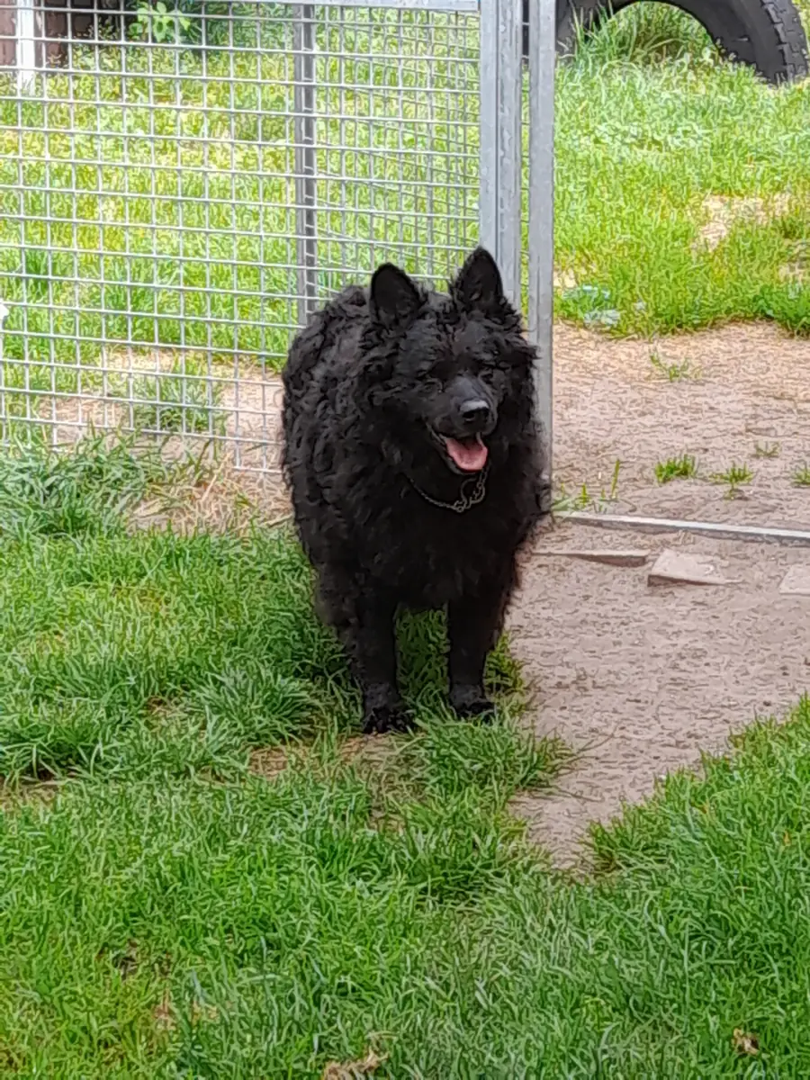 Curly -  - Bild 1