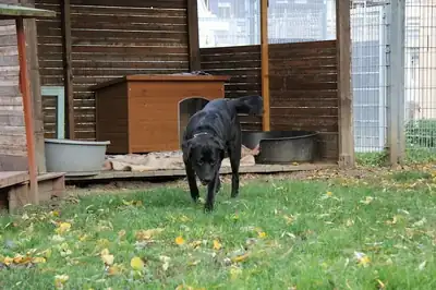 Spike – Labrador Retriever – Bild 11