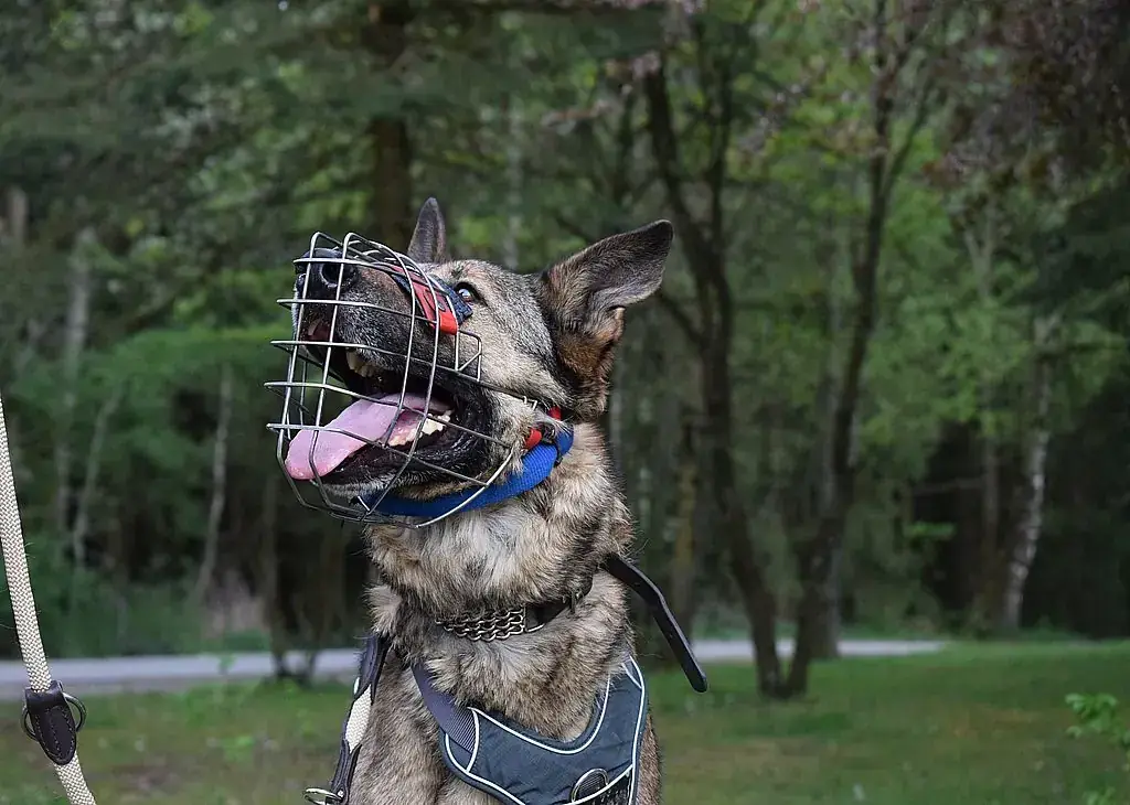 Mexx - Deutscher Schäferhund - Bild 7