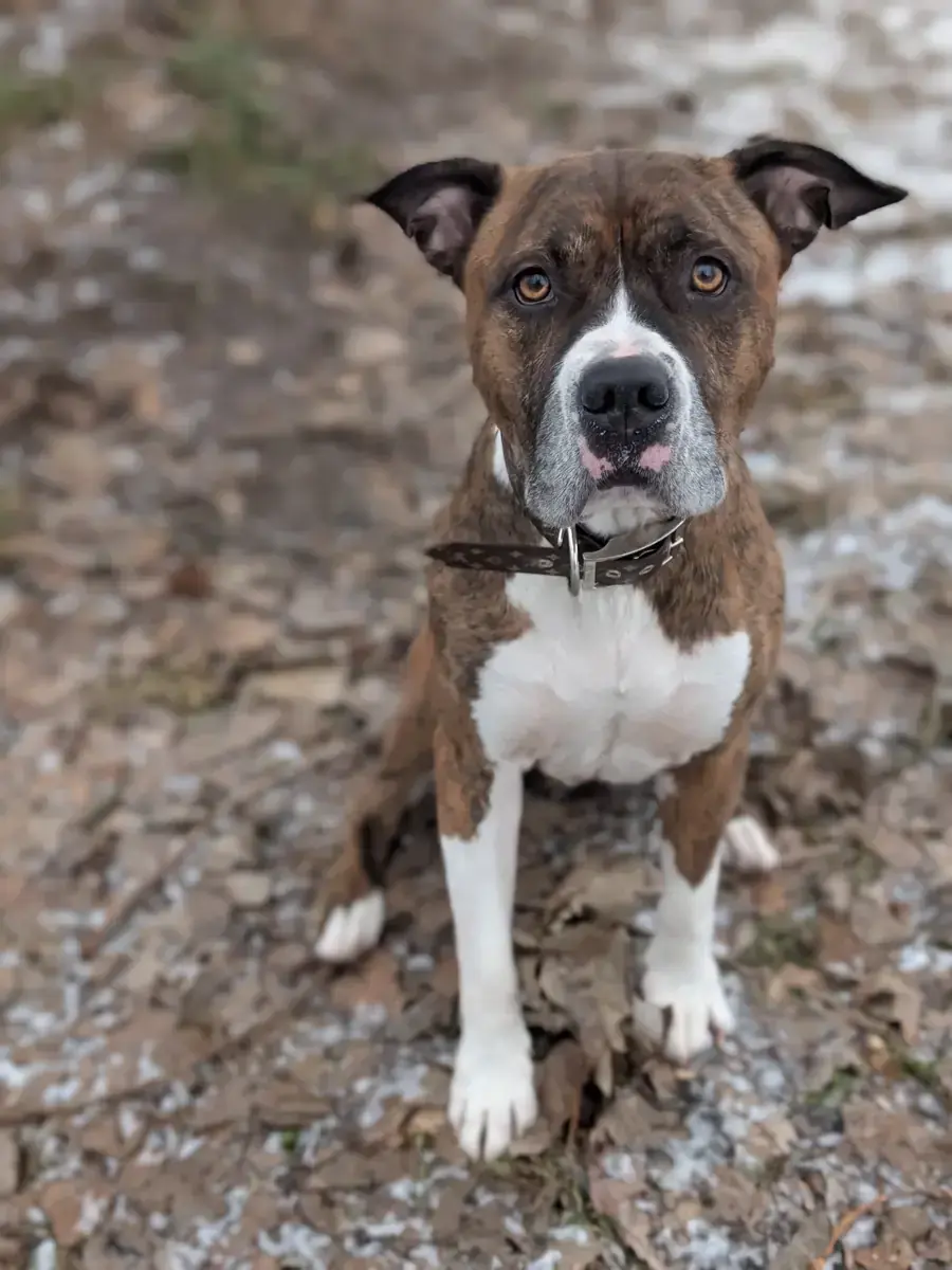 Pauli - American Staffordshire Terrier - Bild 6