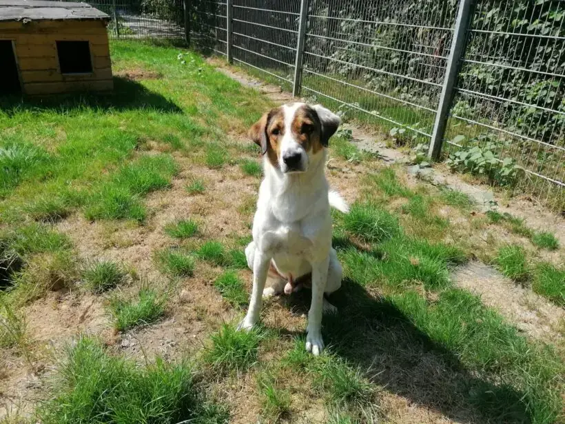 Jack -  - Bild 3