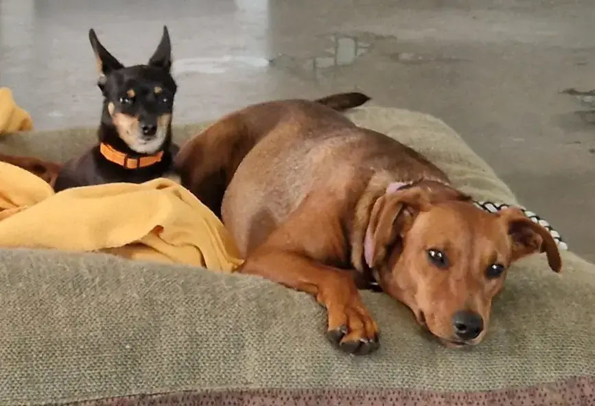 Motte - Deutscher Pinscher - Bild 4