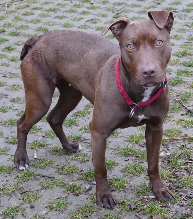 Heidi -  - Bild 4