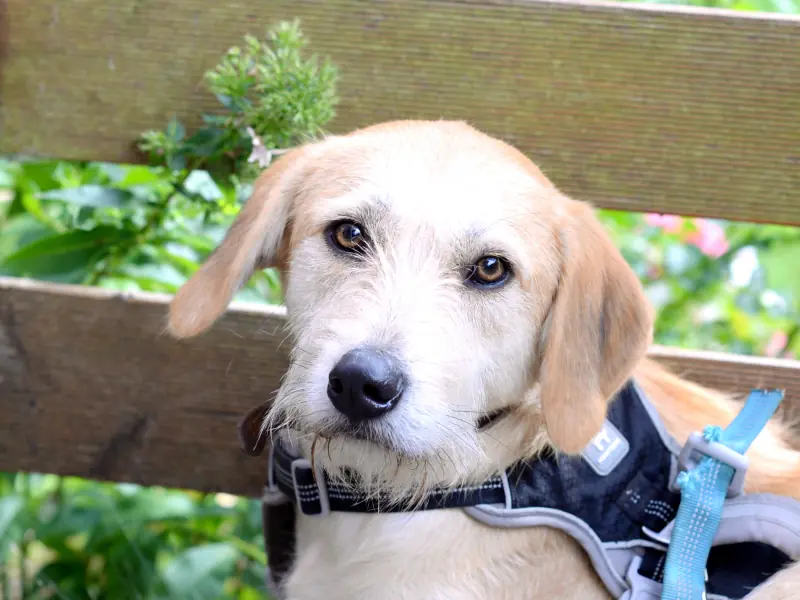 Bennie -  - Bild 4