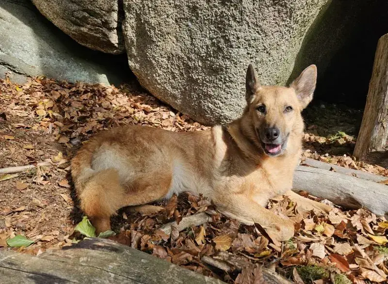 Zira -  - Bild 26