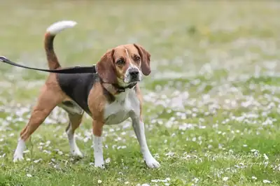 Timo – Beagle – Bild 2