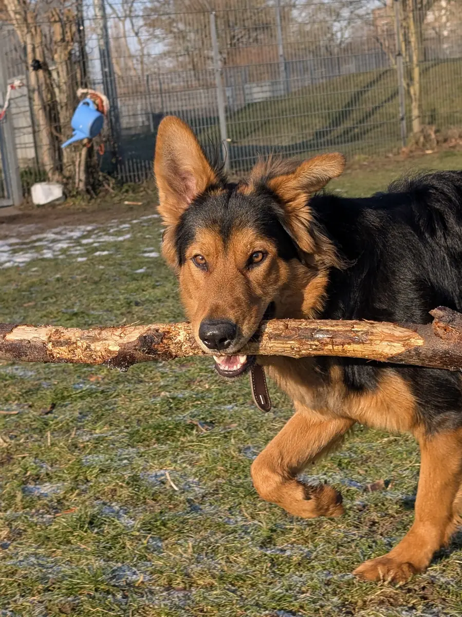 Joschi - Deutscher Schäferhund - Bild 4