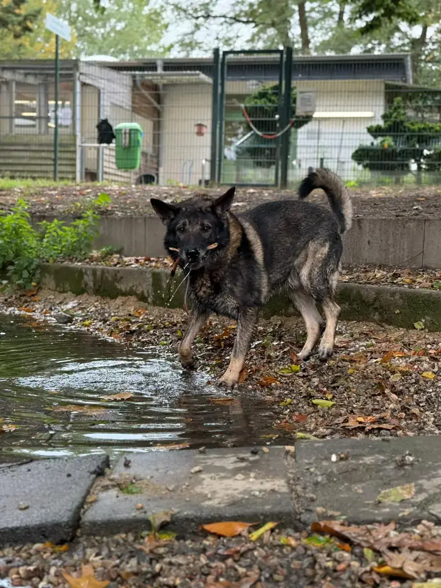 Lago - Deutscher Schäferhund - Bild 3
