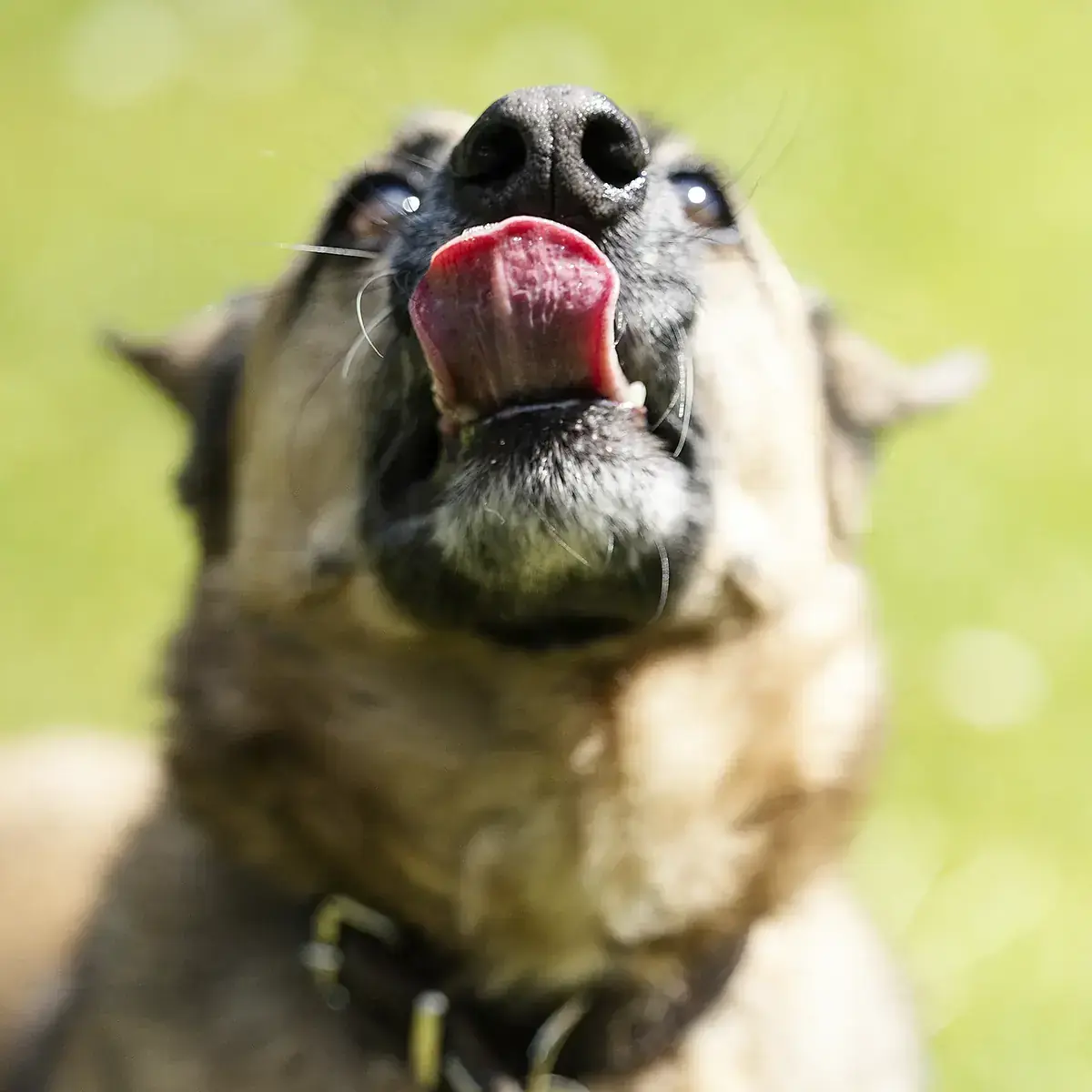 Maximilian -  - Bild 4