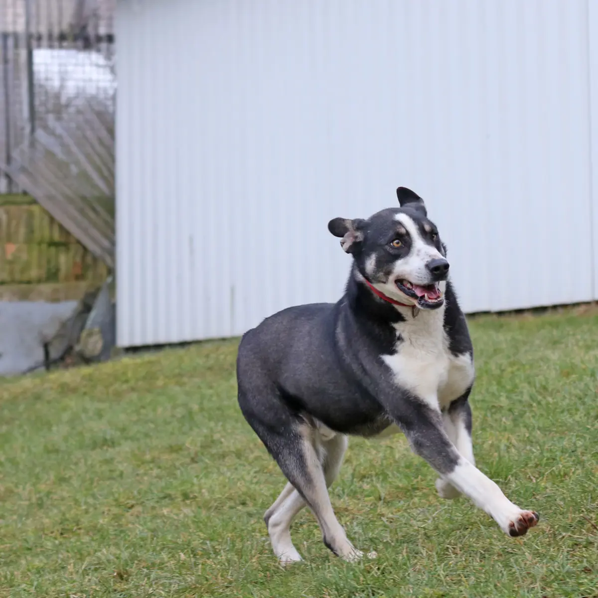 Buddy -  - Bild 9