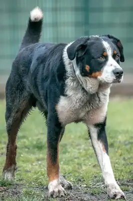 Bruno – Hund – Bild 6