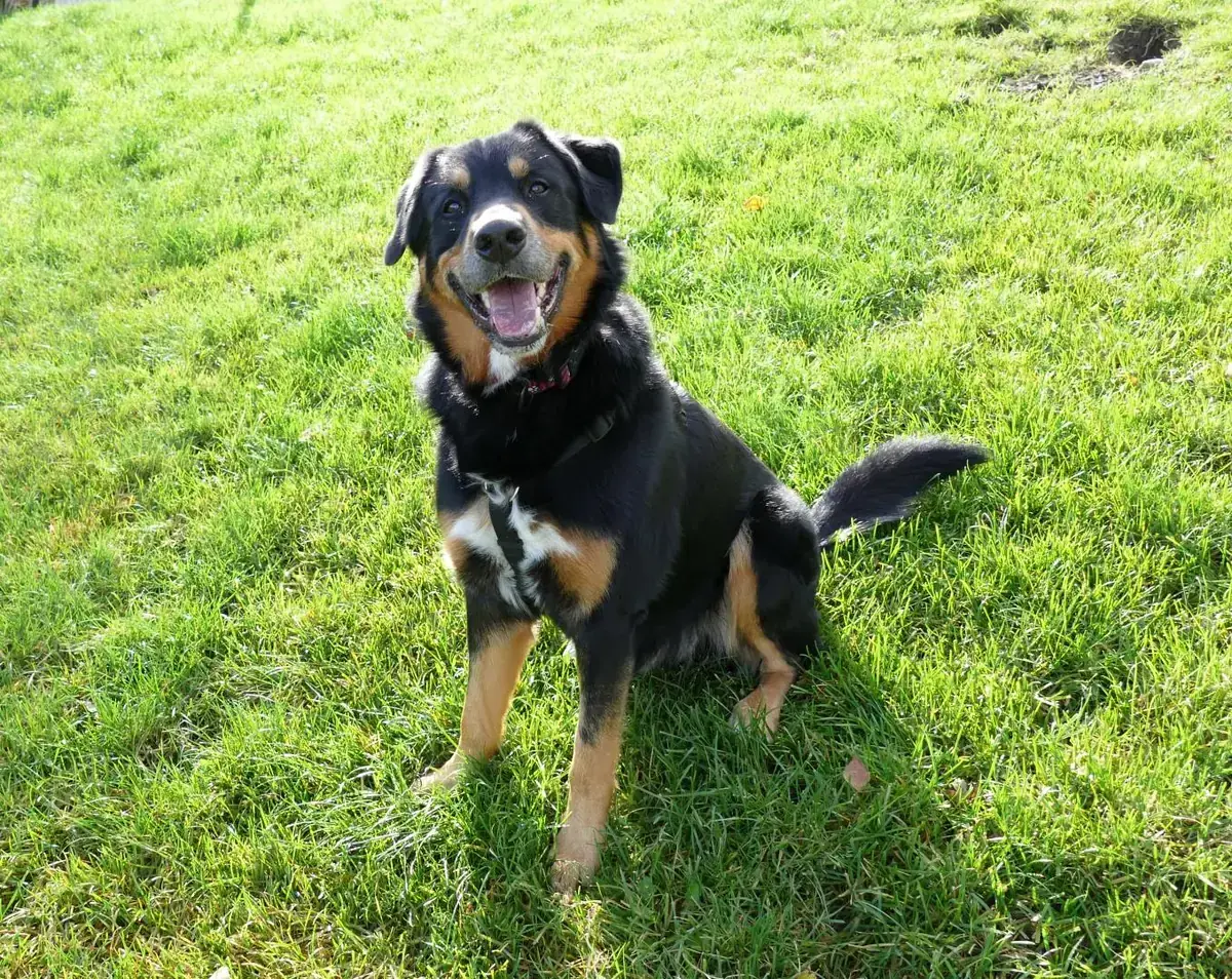 Nero -  - Bild 7