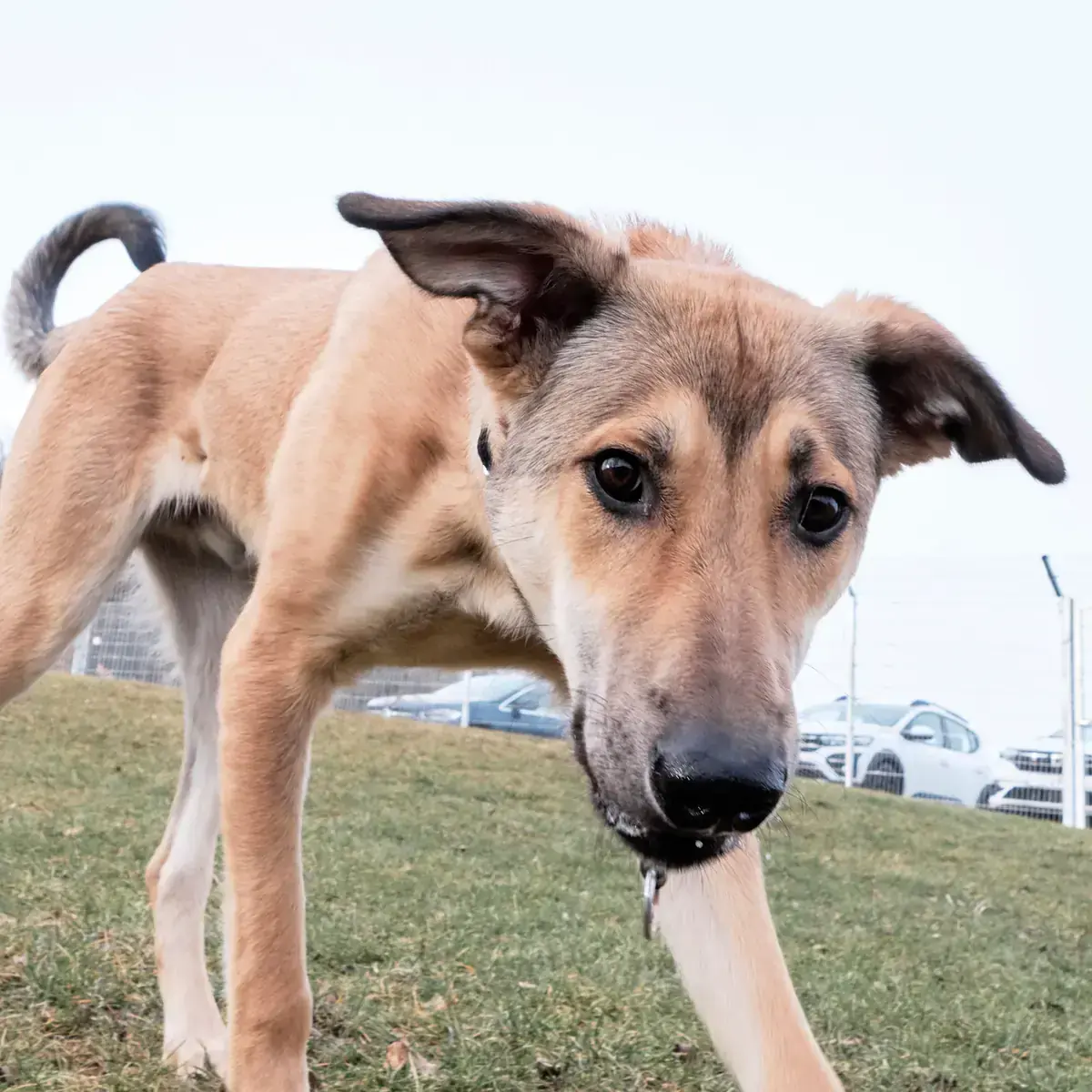 Luigi -  - Bild 8