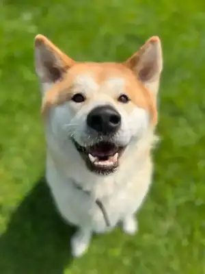 Chicco – Akita – Bild 2