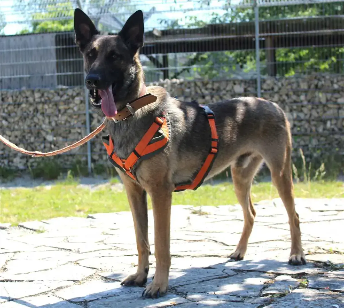 MIKE -  - Bild 1