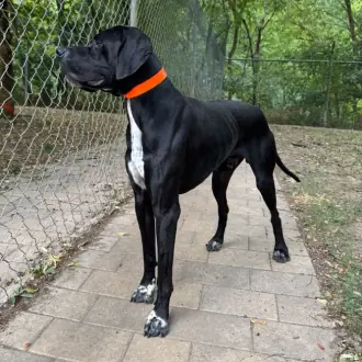 Simba -  - Bild 2