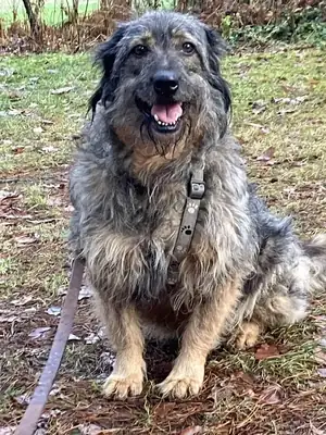 Dascha – Briard – Bild 6