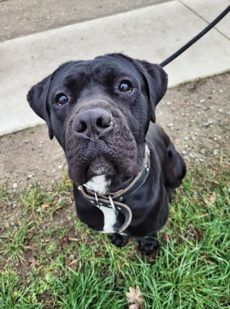 Vito - Cane Corso Italiano - Bild 3