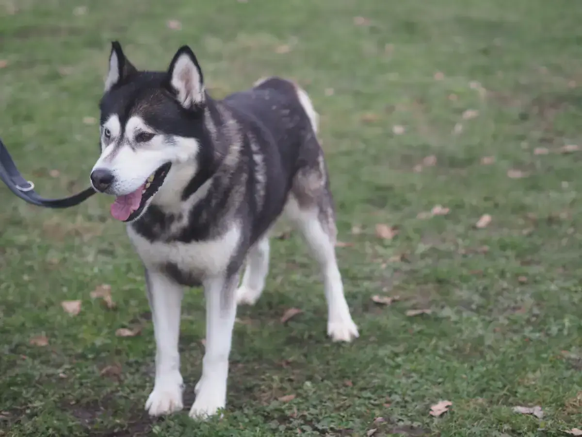 Bolto - Siberian Husky - Bild 4