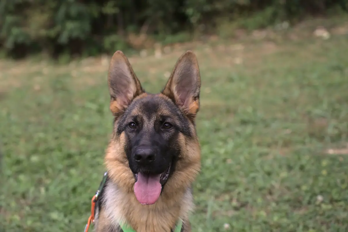 Stella - Deutscher Schäferhund - Bild 7