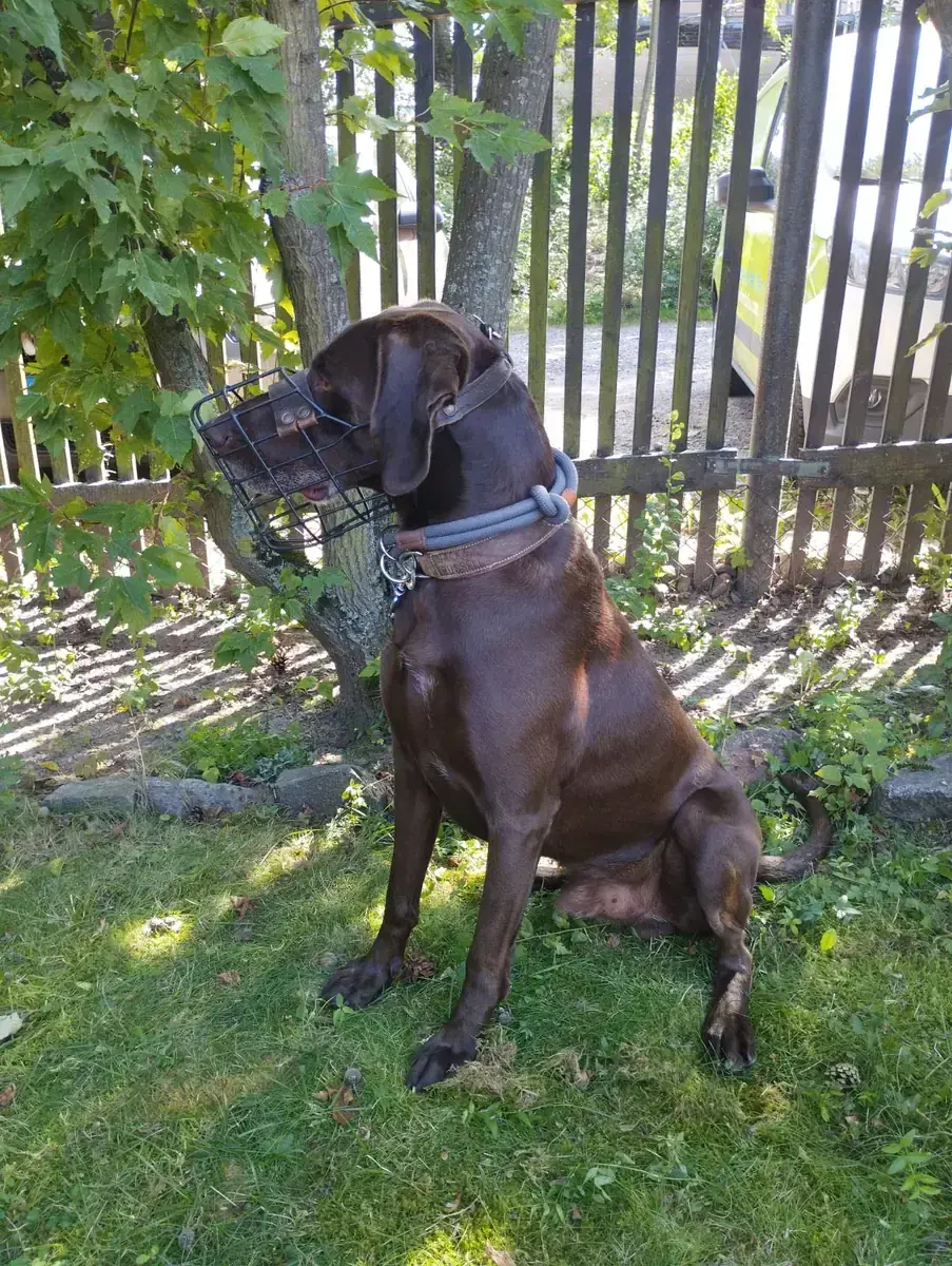 Buddy – Weimaraner, Deutsch Kurzhaar – Bild 6