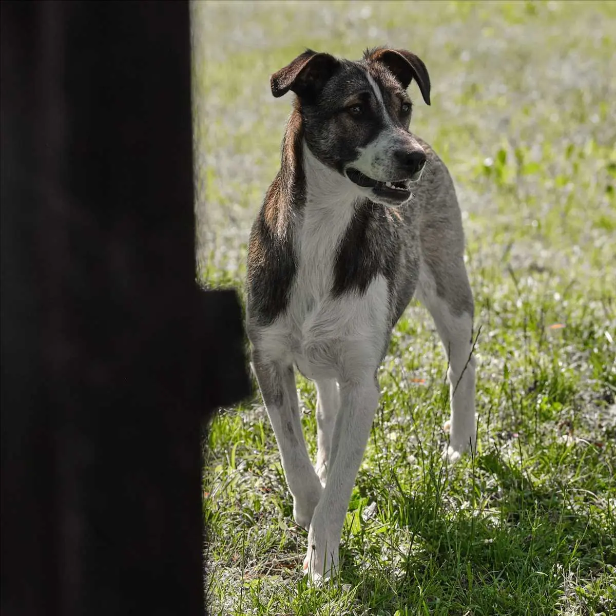 STITCH -  - Bild 2