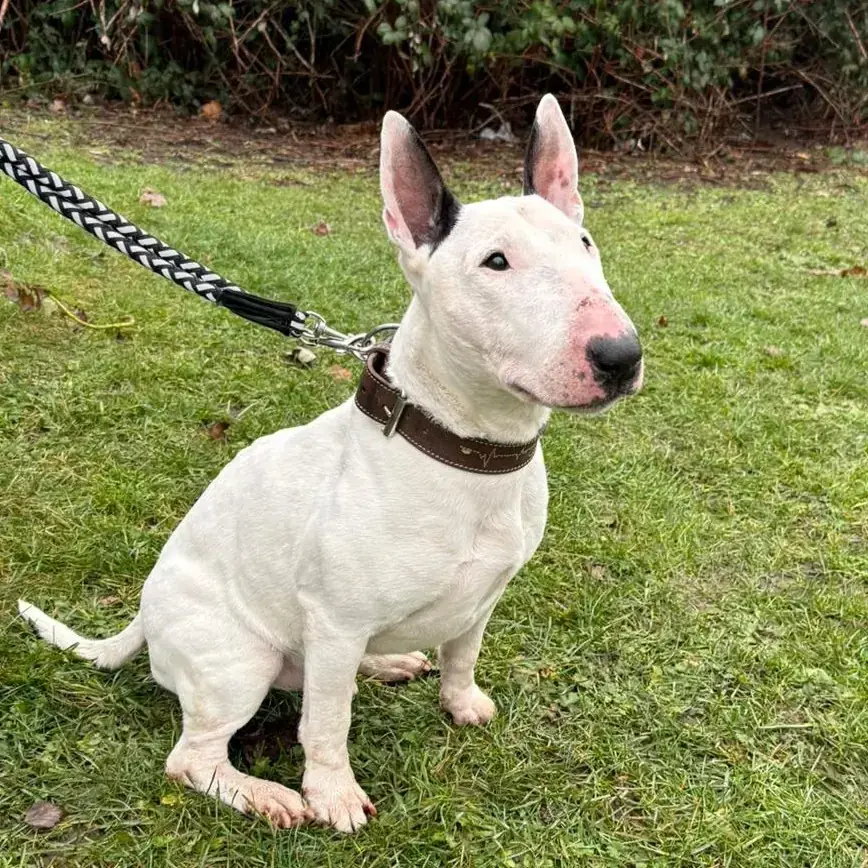 Bullterrier Hobbs
