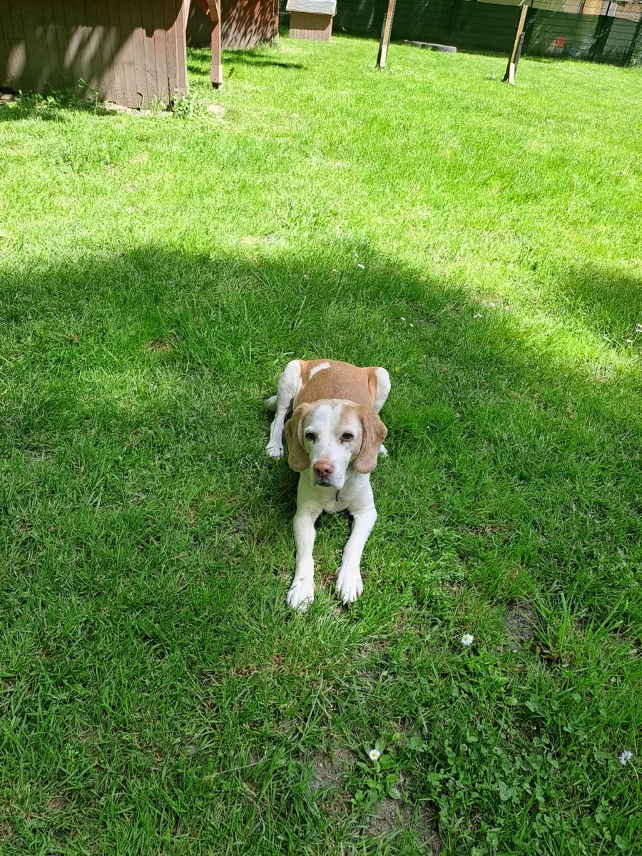 Shaila - Beagle - Bild 4