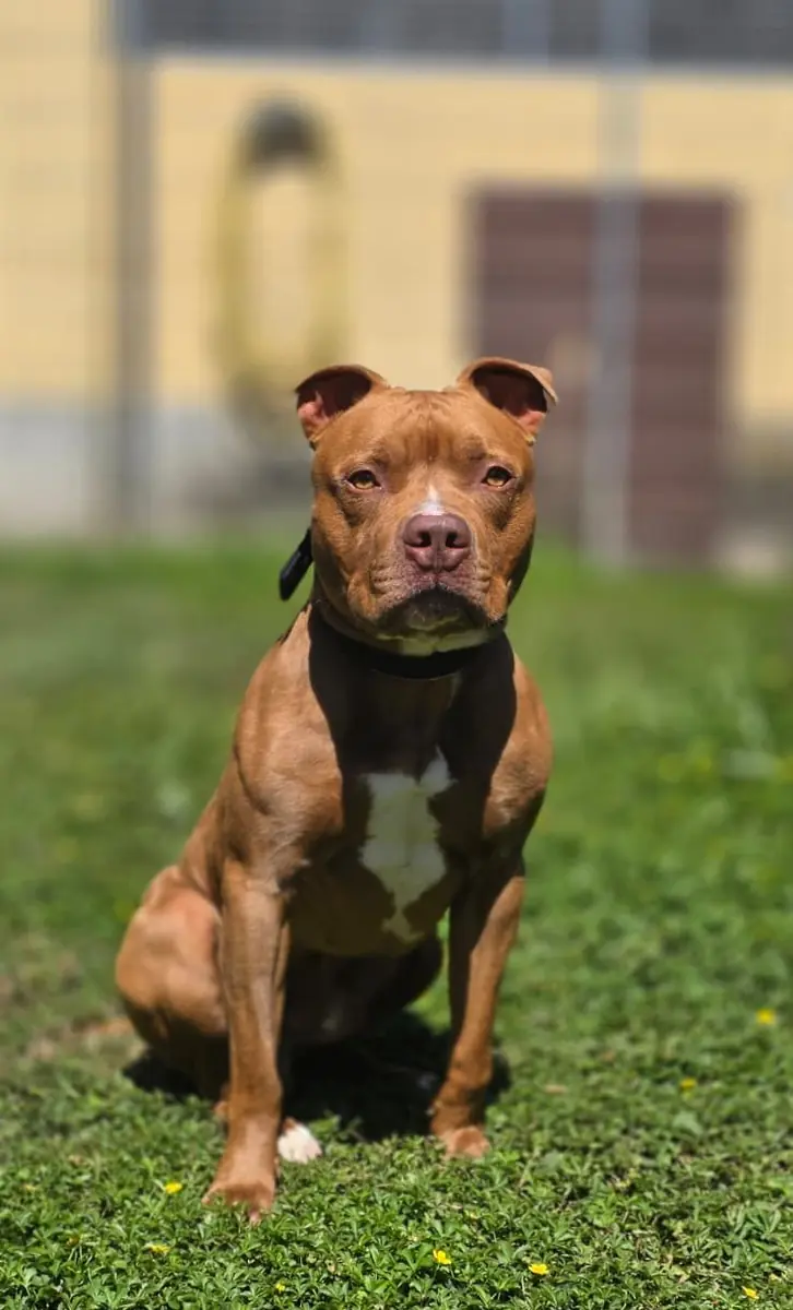 Normi - American Staffordshire Terrier - Bild 1