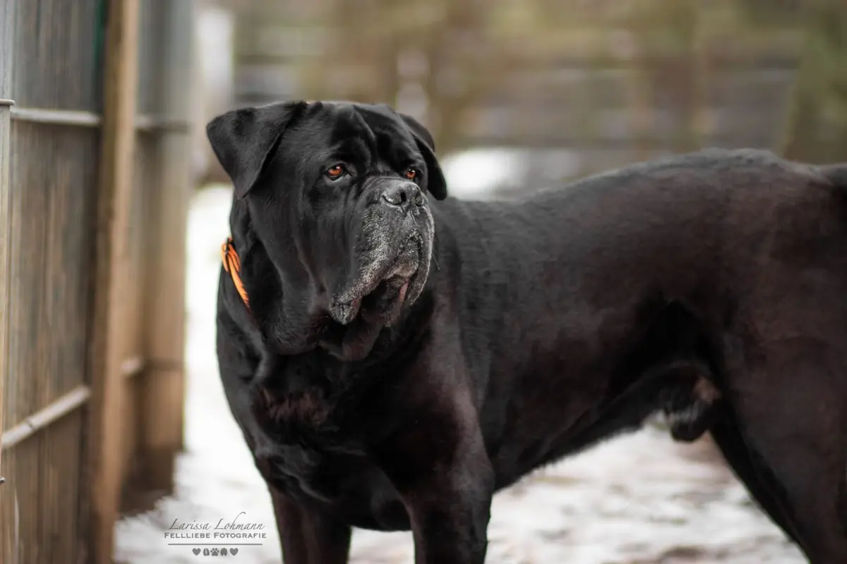 Klausi - Cane Corso Italiano - Bild 4