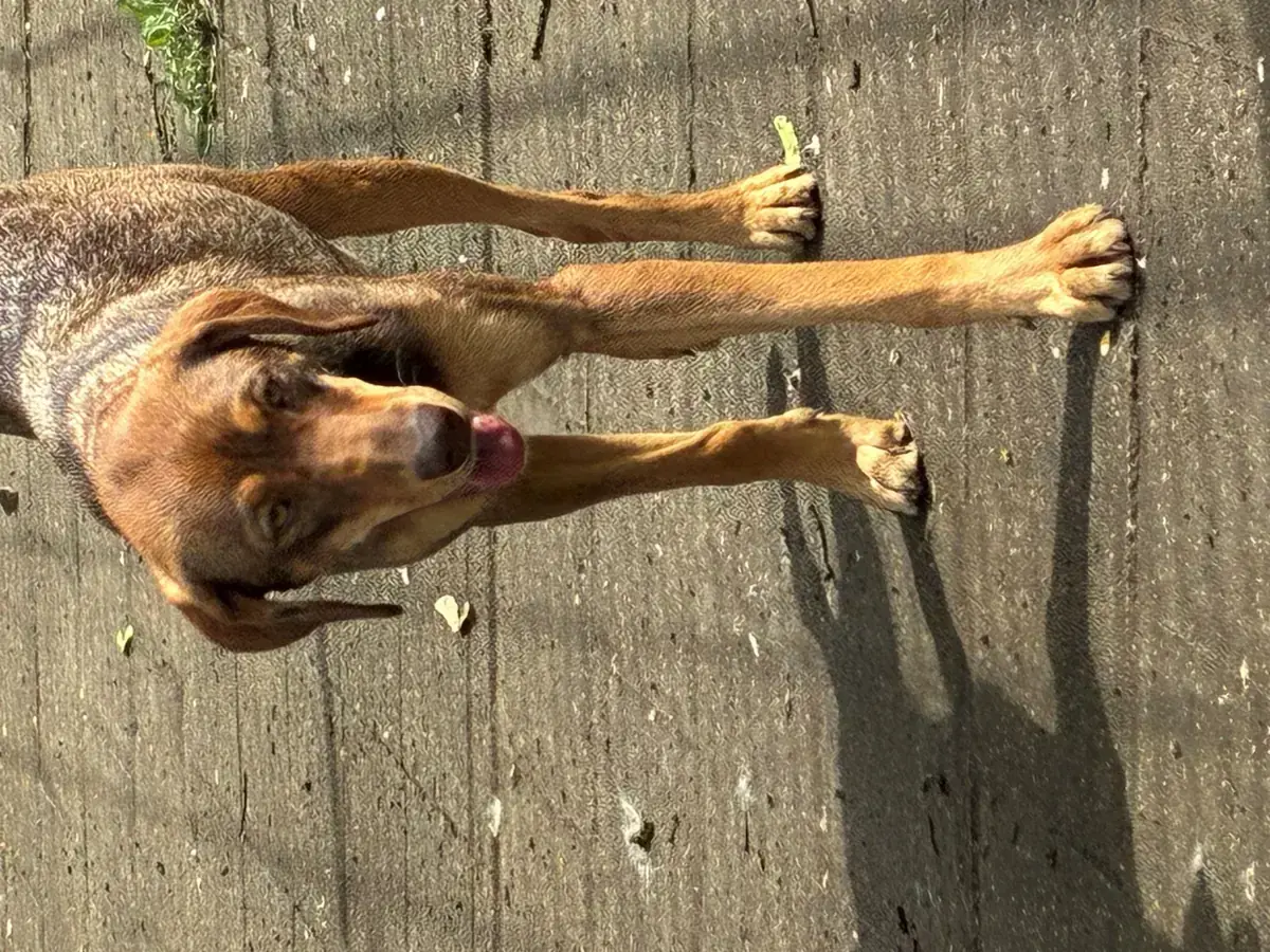 Tilda -  - Bild 3