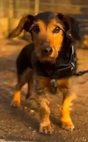 Hugo -  - Bild 1
