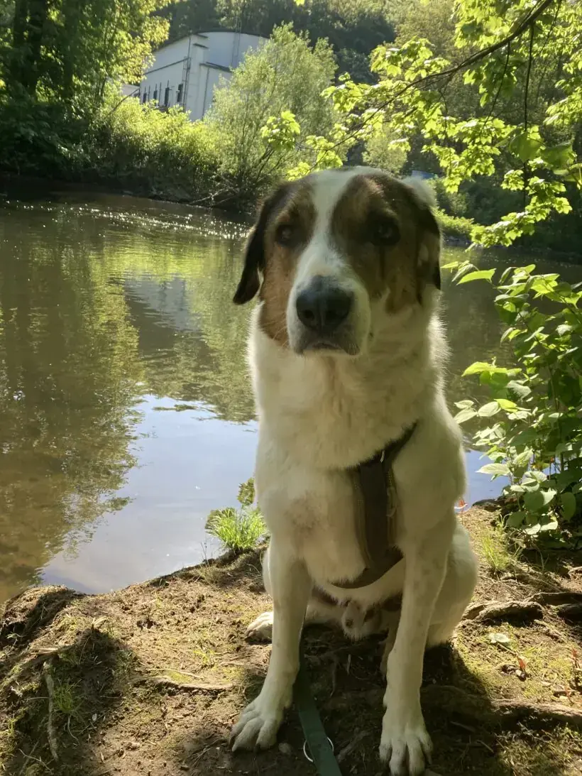 Jack -  - Bild 15